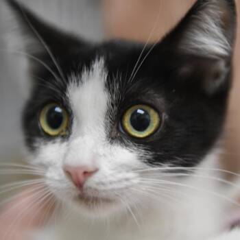 Bessie -  Domestic Short Hair Cat for Adoption in Redwood City, California - Bessie | PetCurious