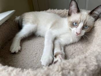 Nini Coco -  Siamese and American Shorthair Cat for Adoption in Austin, Texas - Nini Coco | PetCurious