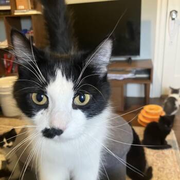 Rescue Domestic Short Hair Cats for Adoption in Buffalo, New York - Tetra - Under The Sea | PetCurious