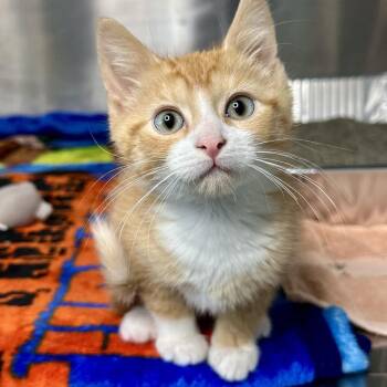 Orca -  Domestic Short Hair Cat for Adoption in Matteson, Illinois - Orca | PetCurious
