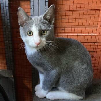 Rescue Domestic Short Hair Cats for Adoption in Los Angeles, California - Riverside | PetCurious