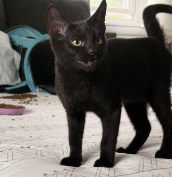 Domestic Short Hair Cats Available for Adoption in Nashville, Tennessee - Breeze | PetCurious