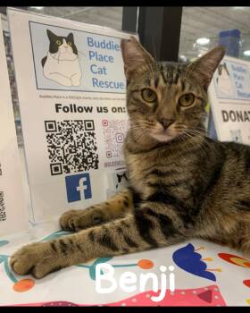 Tabby and Domestic Short Hair Cats Available for Adoption - Benji | PetCurious