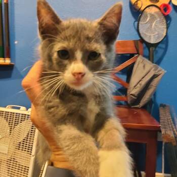 Wisp ~ C70163 -  Domestic Short Hair Cat for Adoption in Minnetonka, Minnesota - Wisp ~ C70163 | PetCurious
