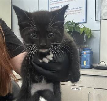 NUBBS -  Domestic Short Hair Cat for Adoption in Dallas, Texas - NUBBS | PetCurious