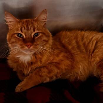 Butkus -  Domestic Medium Hair and Mixed Breed Cat for Adoption in Matteson, Illinois - Butkus | PetCurious