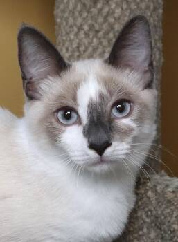 Rescue Siamese Cats for Adoption in San Diego, California - Lucia | PetCurious