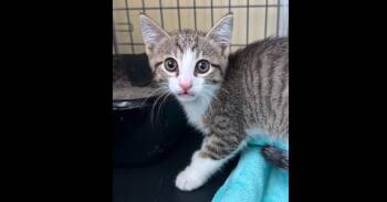 Domestic Short Hair and Extra Toes Cat Hemingway Polydactyl Cats Available for Adoption - Mittens Fka Alaric | PetCurious