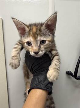 Domestic Short Hair Cats Available for Adoption in Ontario, California - GINGER | PetCurious