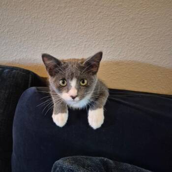 Olive -  Domestic Short Hair Cat for Adoption in Houston, Texas - Olive | PetCurious