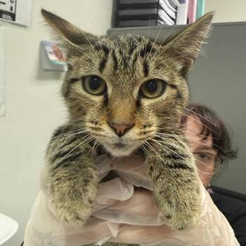 Montley -  Domestic Medium Hair Cat for Adoption in Charleston, West Virginia - Montley | PetCurious