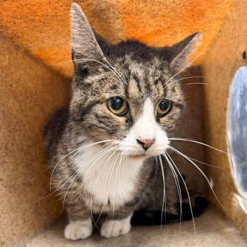 Mordechai -  Domestic Short Hair Cat for Adoption in Philadelphia, Pennsylvania - Mordechai | PetCurious