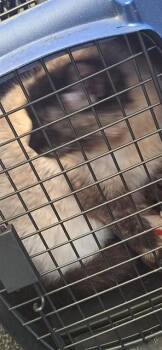 Domestic Long Hair and Domestic Short Hair Cats Available for Adoption in Anchorage, Alaska - LENA | PetCurious