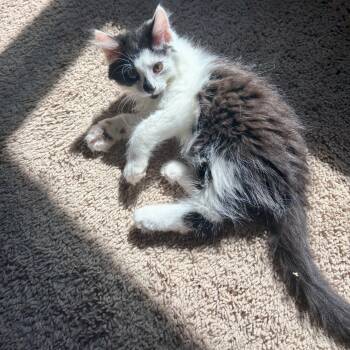 Captain America -  Domestic Medium Hair Cat for Adoption in Richmond, Virginia - Captain America | PetCurious