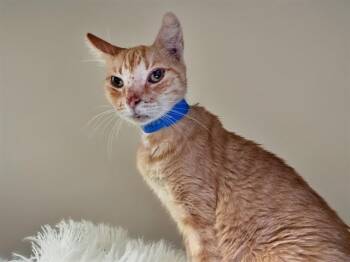 GENJI -  Domestic Short Hair Cat for Adoption in Fort Lauderdale, Florida - GENJI | PetCurious