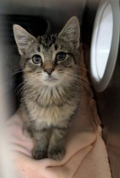 Whitaker (Photos May-June 2026) -  Tabby and Domestic Short Hair Cat for Adoption in Marietta, Ohio - Whitaker (Photos May-June 2026) | PetCurious