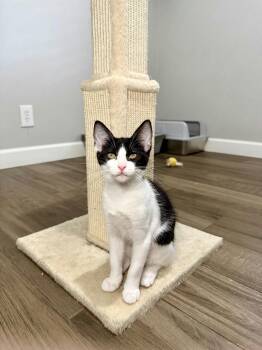 Daisy -  Domestic Short Hair Cat for Adoption in Houston, Texas - Daisy | PetCurious