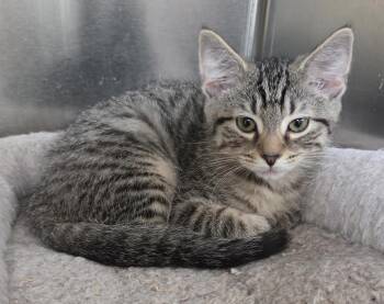 Stella Shewman (beautiful sister to Sylvie) -  Domestic Short Hair Cat for Adoption in Stowe, Pennsylvania - Stella Shewman (beautiful Sister To Sylvie) | PetCurious