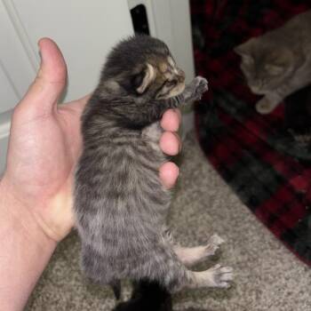 Benny -  Domestic Medium Hair Cat for Adoption in Huntsville, Alabama - Benny | PetCurious