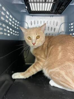 A138829 -  Domestic Short Hair Cat for Adoption in Palmetto, Florida - A138829 | PetCurious