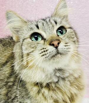 Miriam is a mushy gushy floofy snuggle bug - still a kitten too  -  Maine Coon and Tabby Cat for Adoption in Bedford Hills, New York - Miriam Is A Mushy Gushy Floofy Snuggle Bug - Still A Kitten Too  | PetCurious