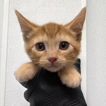 Expelliarmus -  Domestic Short Hair Cat Available for Adoption in Abilene, Texas - Expelliarmus | PetCurious