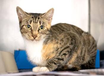 Geneva -  Domestic Short Hair Cat for Adoption in Monroe, Georgia - Geneva | PetCurious