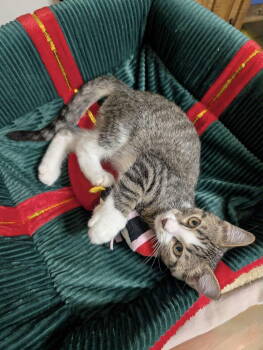 Rescue Tabby Cats for Adoption in Capshaw, Alabama - PISTACHIO | PetCurious