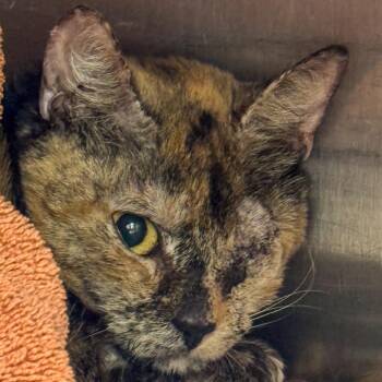 Nabisco -  Domestic Short Hair Cat for Adoption in Kennebunk, Maine - Nabisco | PetCurious