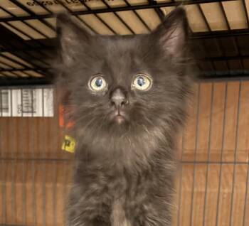 Kitten Meet&Greet-Jun 21st Sun -  Domestic Short Hair Cat for Adoption in Mississauga, Ontario - Kitten Meet&Greet-Jun 21st Sun | PetCurious