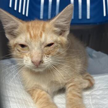 Half Pint -  Domestic Short Hair Cat for Adoption in Edinburg, Texas - Half Pint | PetCurious