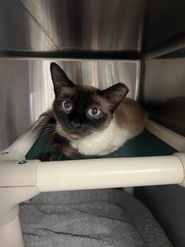 Siamese Cats Available for Adoption in Chico, California - Ajah | PetCurious