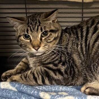 Domestic Short Hair Cats Available for Adoption - Gnocchi | PetCurious