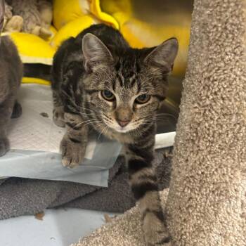 Buzz -  Domestic Short Hair Cat for Adoption in Springtown, Texas - Buzz | PetCurious