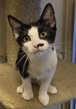 Marietta -  Domestic Short Hair Cat for Adoption in Los Angeles, California - Marietta | PetCurious