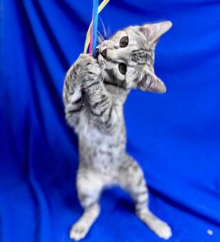 Rescue American Shorthair Cats for Adoption in Rixeyville, Virginia - Azalea | PetCurious