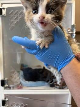 Rita -  Domestic Short Hair Cat for Adoption in Fishers, Indiana - Rita | PetCurious