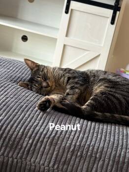Peanut -  Domestic Short Hair Cat for Adoption in Chicopee, Massachusetts - Peanut | PetCurious