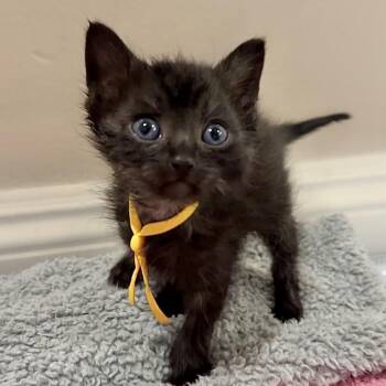 Left Door Knocker -  Domestic Short Hair Cat for Adoption in Westminster, California - Left Door Knocker | PetCurious