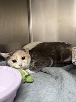 Domestic Short Hair Cats Available for Adoption in Waterloo, Iowa - Lilac-Barn Cat  | PetCurious