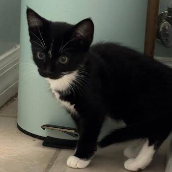 Domestic Short Hair Cats Available for Adoption in Williston, Florida - Provolone | PetCurious