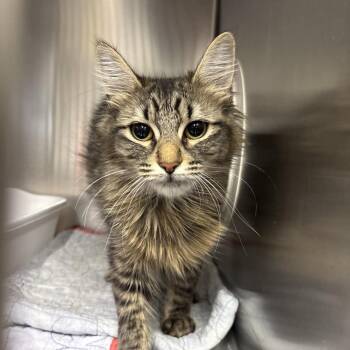 Domestic Short Hair Cats Available for Adoption in Spokane, Washington - Gorda | PetCurious