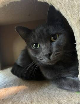 Willow -  Domestic Short Hair Cat for Adoption in Howell, Michigan - Willow | PetCurious