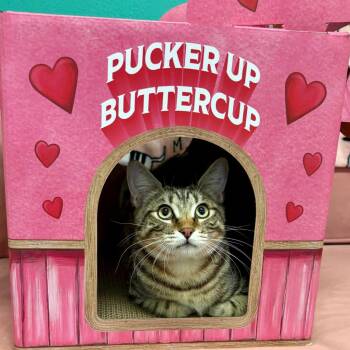 Tabby and Domestic Short Hair Cats Available for Adoption in Morgan Hill, California - Kenny | PetCurious