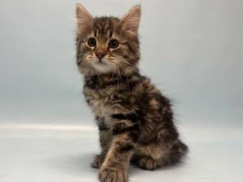 Venus -  Domestic Long Hair and Domestic Short Hair Cat for Adoption in Minneapolis, Minnesota - Venus | PetCurious