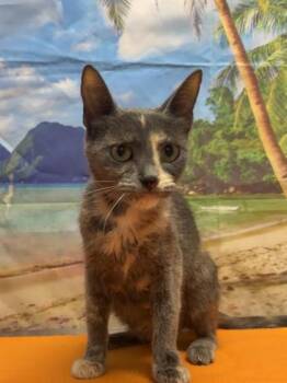 Maple Syrup -  Domestic Short Hair Cat for Adoption in San Antonio, Texas - Maple Syrup | PetCurious