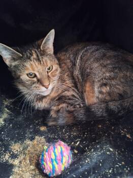 Rescue Domestic Short Hair Cats for Adoption in Windsor, Connecticut - 2025-156 Snickers Cupcake Bonded With Reeces Kiss | PetCurious