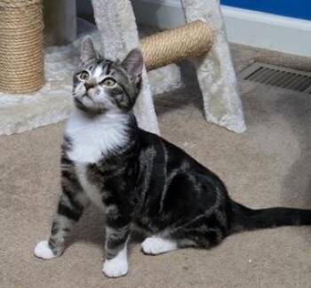 Domestic Short Hair Cats Available for Adoption - Oliver | PetCurious