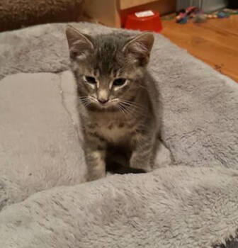 Rescue Domestic Short Hair Cats for Adoption in Redmond, Washington - Sixie From Dixie | PetCurious