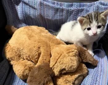 Domestic Short Hair Cats Available for Adoption in Fredericksburg, Virginia - Cinder | PetCurious